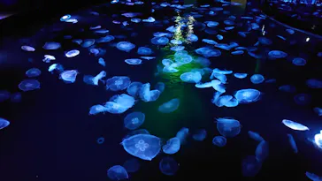 すみだ水族館に投稿された画像（2020/11/29）