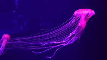 すみだ水族館に投稿された画像（2020/11/29）