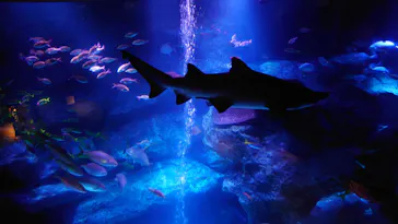 すみだ水族館に投稿された画像（2020/11/29）