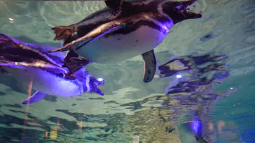 すみだ水族館に投稿された画像（2020/11/29）