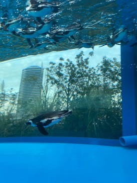 サンシャイン水族館に投稿された画像（2020/11/30）
