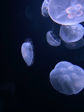 サンシャイン水族館に投稿された画像（2020/11/30）