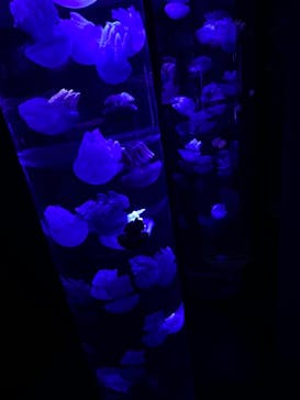 サンシャイン水族館に投稿された画像（2020/11/30）