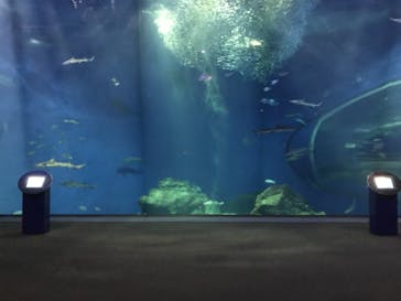 アクアワールド茨城県大洗水族館に投稿された画像（2020/11/30）