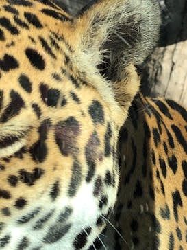 天王寺動物園に投稿された画像（2020/11/30）