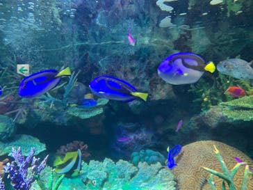 サンシャイン水族館に投稿された画像（2020/11/30）