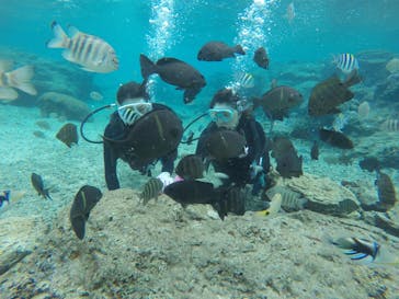 武藤潜水に投稿された画像（2020/11/30）