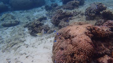 ダイビングショップ Sea Free（シーフリー）に投稿された画像（2020/11/30）