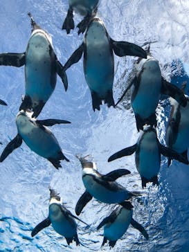 サンシャイン水族館に投稿された画像（2020/11/30）