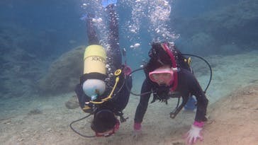 ダイビングショップ Sea Free（シーフリー）に投稿された画像（2020/11/30）