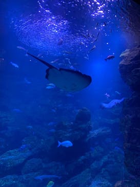 京都水族館に投稿された画像（2020/11/30）