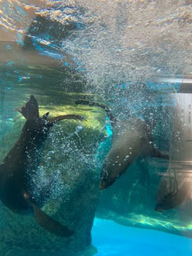 京都水族館に投稿された画像（2020/11/30）