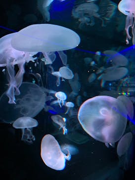 京都水族館に投稿された画像（2020/11/30）