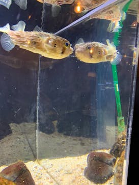 京都水族館に投稿された画像（2020/11/30）