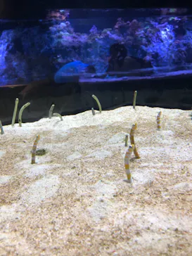 すみだ水族館に投稿された画像（2020/11/30）