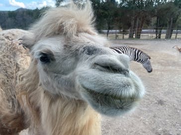 秋吉台自然動物公園 サファリランドに投稿された画像（2020/11/30）