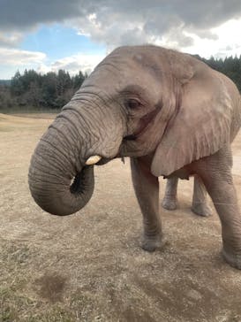 秋吉台自然動物公園 サファリランドに投稿された画像（2020/11/30）