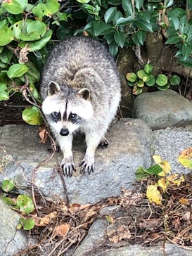 伊豆アニマルキングダムに投稿された画像（2020/11/30）