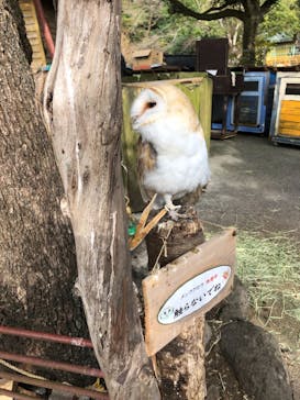 伊豆アニマルキングダムに投稿された画像（2020/11/30）