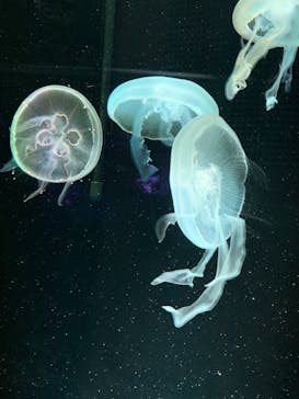 京都水族館に投稿された画像（2020/11/30）