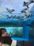 サンシャイン水族館に投稿された画像（2020/11/30）