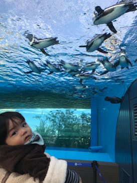 サンシャイン水族館に投稿された画像（2020/11/30）