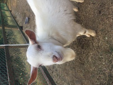 しろとり動物園に投稿された画像（2020/11/30）