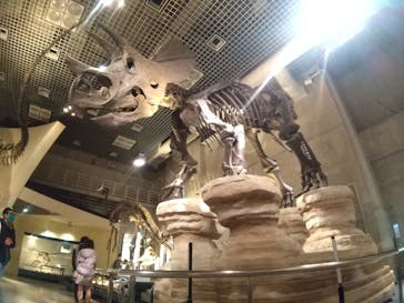 国立科学博物館に投稿された画像（2020/11/30）