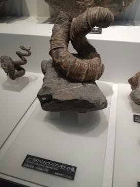 国立科学博物館に投稿された画像（2020/11/30）