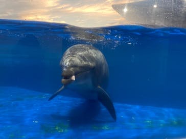 京都水族館に投稿された画像（2020/11/30）