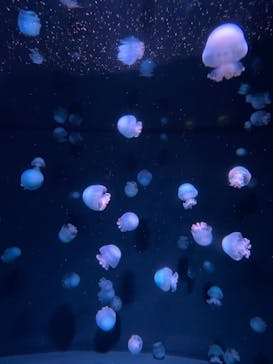 京都水族館に投稿された画像（2020/11/30）