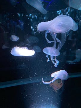 京都水族館に投稿された画像（2020/11/30）