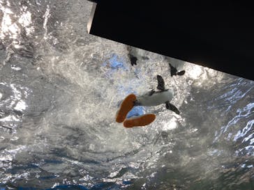 京都水族館に投稿された画像（2020/11/30）