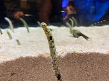 すみだ水族館に投稿された画像（2020/11/30）