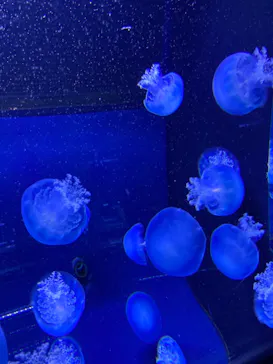 すみだ水族館に投稿された画像（2020/11/30）