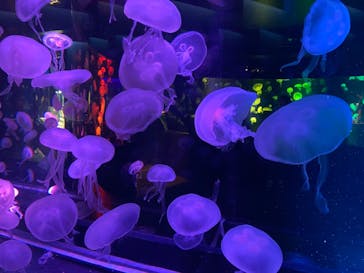 京都水族館に投稿された画像（2020/11/30）