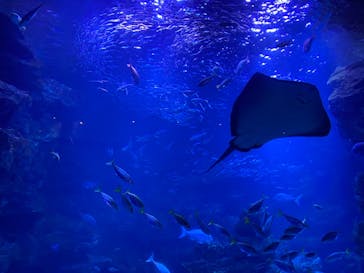 京都水族館に投稿された画像（2020/11/30）