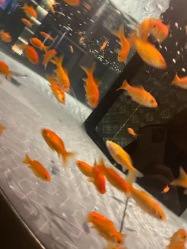 すみだ水族館に投稿された画像（2020/11/30）