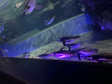 すみだ水族館に投稿された画像（2020/11/30）