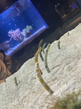 すみだ水族館に投稿された画像（2020/11/30）