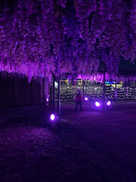 東京メガイルミに投稿された画像（2020/11/30）