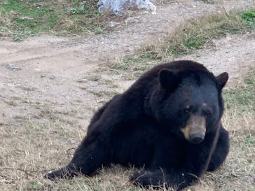 秋吉台自然動物公園 サファリランドに投稿された画像（2020/11/30）