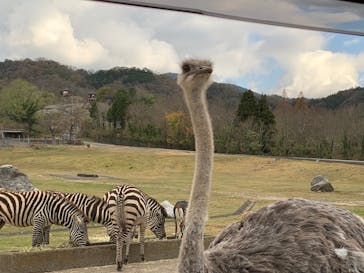 秋吉台自然動物公園 サファリランドに投稿された画像（2020/11/30）