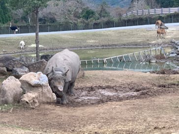 秋吉台自然動物公園 サファリランドに投稿された画像（2020/11/30）