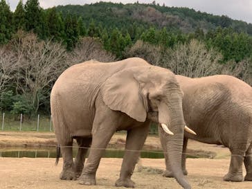 秋吉台自然動物公園 サファリランドに投稿された画像（2020/11/30）