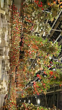 なばなの里に投稿された画像（2020/11/30）