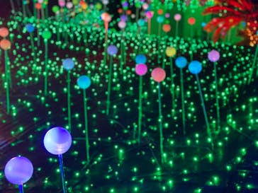 伊豆ぐらんぱる公園に投稿された画像（2020/11/30）