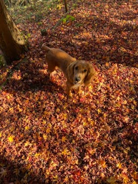 わんダフルネイチャーヴィレッジに投稿された画像（2020/11/30）