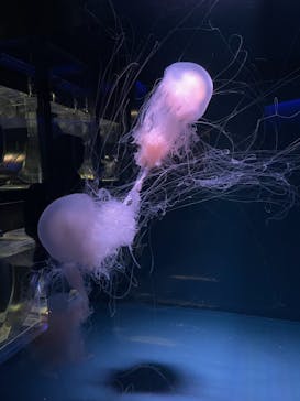 京都水族館に投稿された画像（2020/11/30）