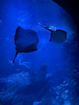 京都水族館に投稿された画像（2020/11/30）